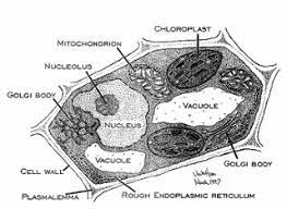 The plant cell as more rigid and stiff walls. Plant Cell By Mahin Masrur