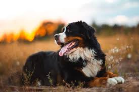 Finden sie alle informationen über den berner sennenhund im zooplus magazin! Berner Sennenhund Ein Idealer Familienhund