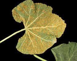 Our huge range of plants includes seasonal perennials, herbs, fruit, vegetables, natives, hedging and so much more. Hollyhock Rust Natural Treatment