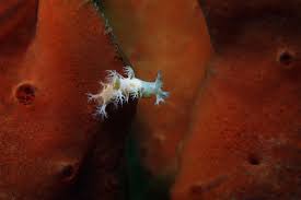 Image result for Tritonia