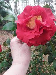 Pin On Flowers Of Brockenwald