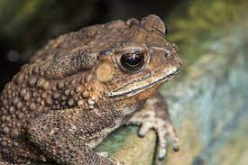 Originally released in florida's sugar cane fields in 1935 to help control rats and mice, it is now. Psychedelic Toad Venom Is The New Trendy Hallucinogenic Addiction Center