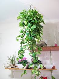 Have you regarded already what type of hanging plants very best for your. Hanging House Plants My Decorative