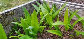 Image result for Allium ursinum