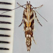 Image result for Ericinella