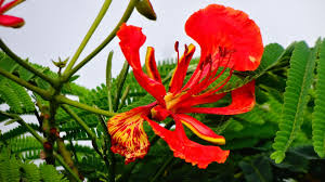Flamboyanes en coamo, puerto ricomi época favorita del año.flamboyant trees in coamo, puerto ricomy favorite time of the year.video por: Fabulous Flamboyant Trees Are True To Their Name Beautifulnow