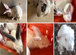 Image result for scabies rabbits ears