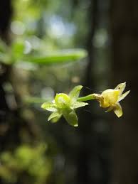 Image result for Angraecum sacciferum