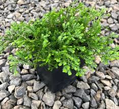 Image result for Selaginella perpusilla