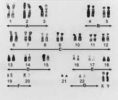 genes and chromosomes fundamentals merck manuals