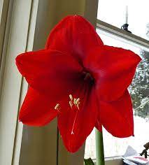 The Color Of My Amaryllis Is Different Between 2018 And 2019 545888 Ask Extension