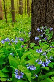 Bluebells Shade Plants Forest Flowers Woodland Flowers