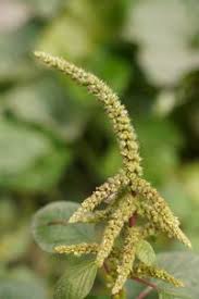 Image result for Amaranthus dubius
