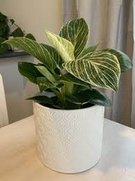 Philodendron Birkin Plant Care Houseplant Philodendron House Plant Care