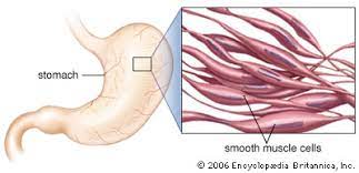 As in cardiac muscle cells, the configuration of the nuclear membranes in smooth muscle cells changes during contraction and. Smooth Muscle Anatomy Britannica