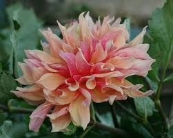 Photo Of The Bloom Of Dahlia Dahlia Labyrinth Posted By Dirtdorphins All Things Plants Dahlia Dahlias Garden Flower Names