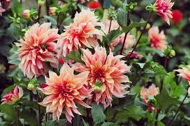Image result for Dahlia sp. (cultivar)