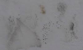 It's mandatory for this process to wear protection: Black Spots On Ceiling And Walls
