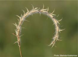 Image result for Elionurus