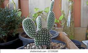 Someone who gives you a cactus also wants to protect you. Cactus Look Like Guy Small Pot Stock Photo Edit Now 577290289