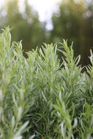 Image result for Rosmarinus officinalis
