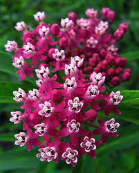 Swamp Milkweed The Scientific Name For This Milkweed Is Asclepias Incarnata It Blooms From June To August And Amazing Flowers Beautiful Flowers Pink Flowers