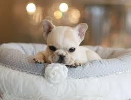 Frenchies don't shed as much as some other dogs do, but since their hair is short and tough, it is easier for dander to get caught in it. Super Tiny French Bulldogs Bring This Perfect Baby Home Today Call 954 353 7864 Www Teacuppuppies Tea Puppies French Bulldog Puppies Bulldog