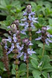 Image result for Plectranthus guruensis