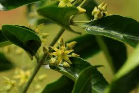 Image result for Hippocratea crenata