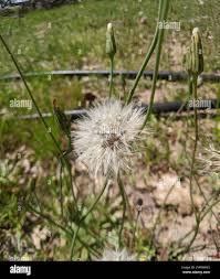 Image result for Macledium sessiliflorum