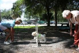 Find over 976 dog playgroups groups with 390073 members near you and meet people in your local community who share your interests. Sarasota Small Dog Playgroup Sarasota Dog