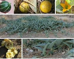 Image of Buffalo gourd