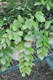 Adiantum Peruvianum Frauenhaar Haarfarn Pflanzen Farne Garten Bluhende Pflanzen
