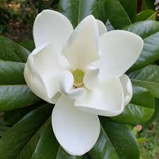 Image result for Magnoliaceae