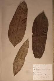 Image result for Trichoscypha lucens