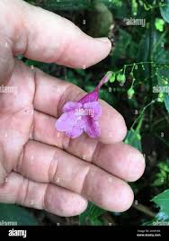 Image result for Strobilanthes hamiltoniana