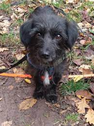 kuschelmaus lili sucht ruhiges zuhause in stuttgart stuttgart west haustier projekt haustier tiere