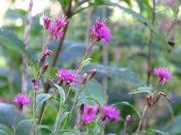 Image result for Vernonia zanzibarensis