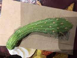 You cannot make a silk purse out of a sow's ear. Help The Top Of My Cactus Broke Off Helpfulgardener Com