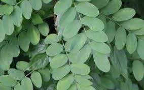 Image result for Lotononis calycina