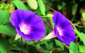 How To Grow Morning Glory Growing Morning Glory In A Container Morning Glory Flowers Morning Glory Plant Morning Glory Vine