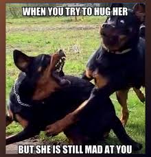 Keep laughing forever with these funny sexist jokes! When You Try To Hug Her But She Is Still Mad At You Relationships Couplescounseling Couplestherapy Funny Animal Memes Funny Dog Memes Funny Animal Jokes
