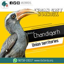 These animals range from general national animals to more descriptive categories like national birds, national aquatic animals, and. Indian Grey Hornbill Is The Bird Of Chandigarh Bird State Birds Chandigarh