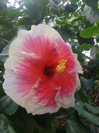 The premier choice for henderson, nv hotels, the hilton garden inn offers the excitement of las vegas. This Is A Dinnerplate Hibiscus Straight From Ma Ruth S Garden In Henderson Nc Flowers Flower Pictures Hibiscus