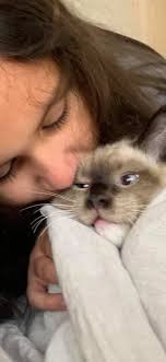 Bears eating turkey BLT sandwiches in Sunapee