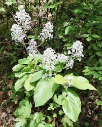 Image result for Rhamnaceae