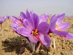 Pin By Ram Barose On Poush Saffron Flower Saffron Crocus Crocus