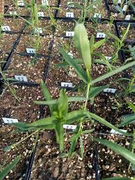 Image result for Tricalysia schliebenii