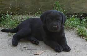 Puppyfinder.com is your source for finding an ideal puppy for sale in north carolina, usa area. Explore Happy Healthy Silver Labrador Puppies In Nc Happy Lab Kennels