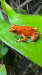 Image result for Platostoma strictum